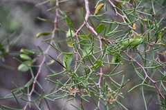Hakea trifurcata
