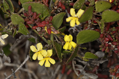 Goodenia varia