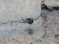 Latrodectus hesperus