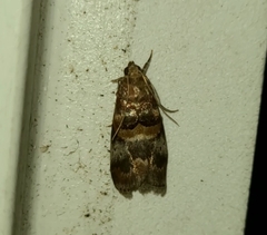 Acrobasis angusella