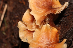 Collybia