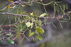 Hakea trifurcata