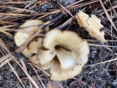 Hohenbuehelia petaloides