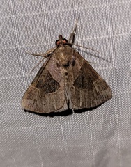 Hypena manalis