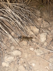 Centruroides vittatus