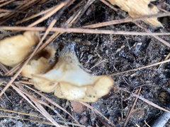 Hohenbuehelia petaloides