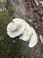 Trametes gibbosa