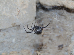 Latrodectus hesperus