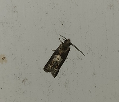 Eucosma parmatana