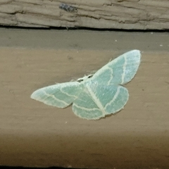 Chlorochlamys chloroleucaria