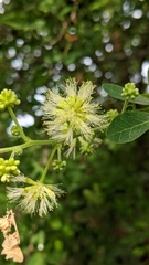 Pithecellobium dulce