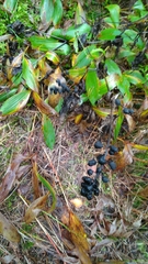 Actaea spicata