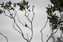 Melithreptus brevirostris