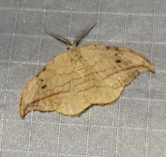 Drepana arcuata