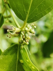 Azima sarmentosa