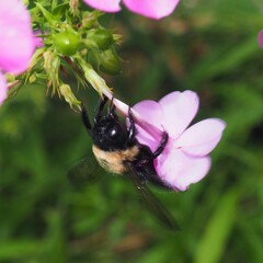 Xylocopa virginica virginica