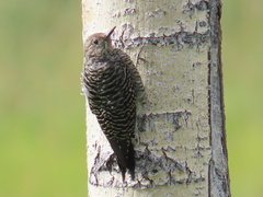 Sphyrapicus thyroideus