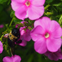 Xylocopa virginica virginica
