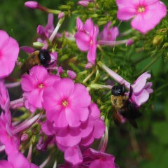Xylocopa virginica virginica