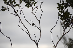 Melithreptus brevirostris