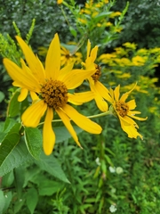 Helianthus decapetalus