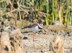 Charadrius tricollaris bifrontatus