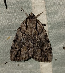 Catocala retecta