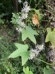 Echinocystis lobata