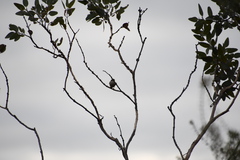 Melithreptus brevirostris