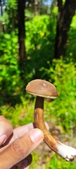Porphyrellus