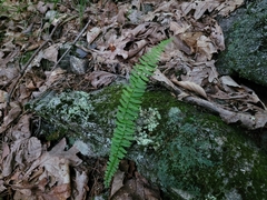 Asplenium platyneuron