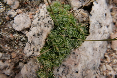 Draba sharsmithii