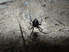 Latrodectus hesperus