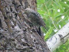 Sphyrapicus thyroideus