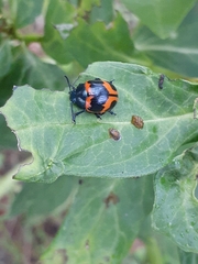 Labidomera clivicollis