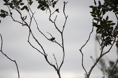 Melithreptus brevirostris