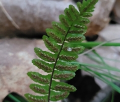 Asplenium platyneuron