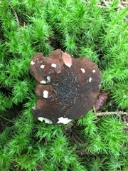 Xerocomellus truncatus