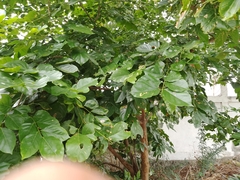 Millettia