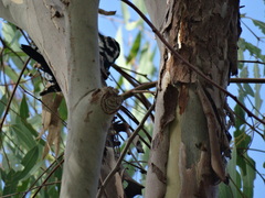 Dryobates nuttallii