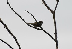 Melithreptus brevirostris