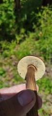 Porphyrellus