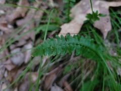 Asplenium platyneuron