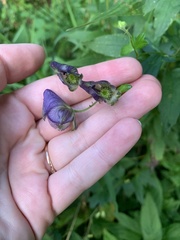 Aconitum uncinatum