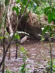 Tigrisoma mexicanum