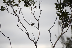 Melithreptus brevirostris