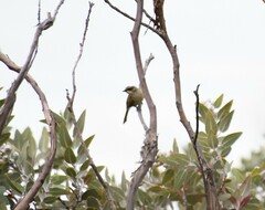Lichenostomus cratitius