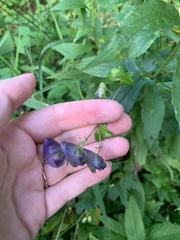 Aconitum uncinatum