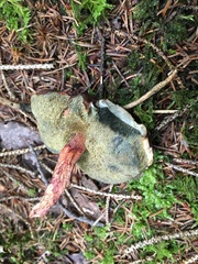 Xerocomellus truncatus