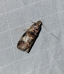 Acrobasis